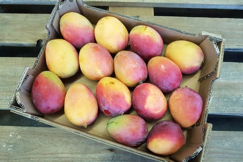 Mango Sensacion Bio Box 4kg