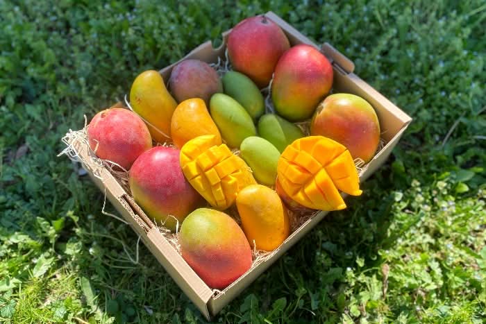 Mango-Träume Mix-Box Sonntags-Aktion Bio