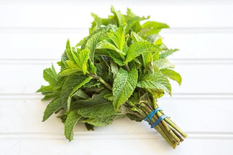 Kopfsalat grün Bio regional 1 Stk.