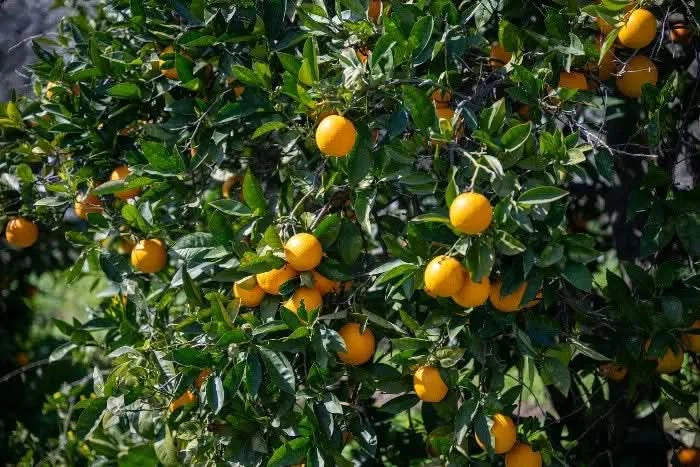 Apostolis’ Avocado-Zitrus Bio Box