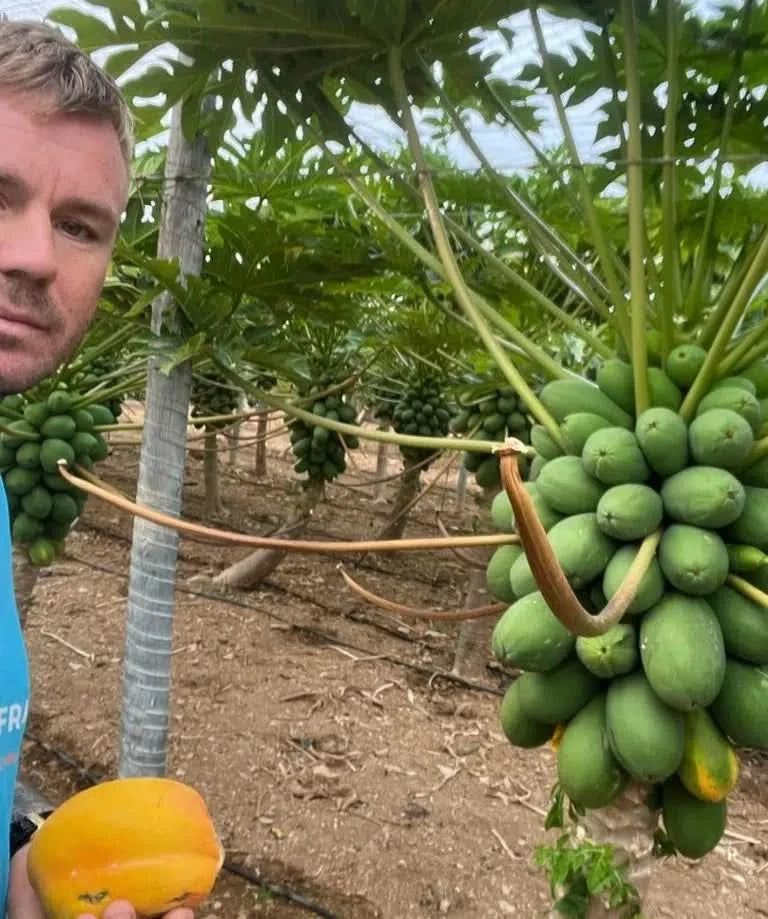 Baby-Papaya Bio von Julian Aktionsbox