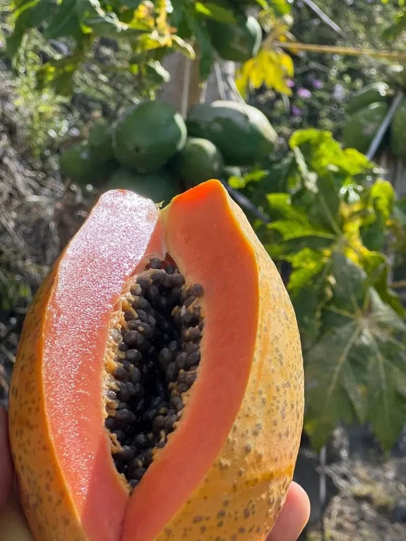 Papaya von Felipe Aktionspreis Bio