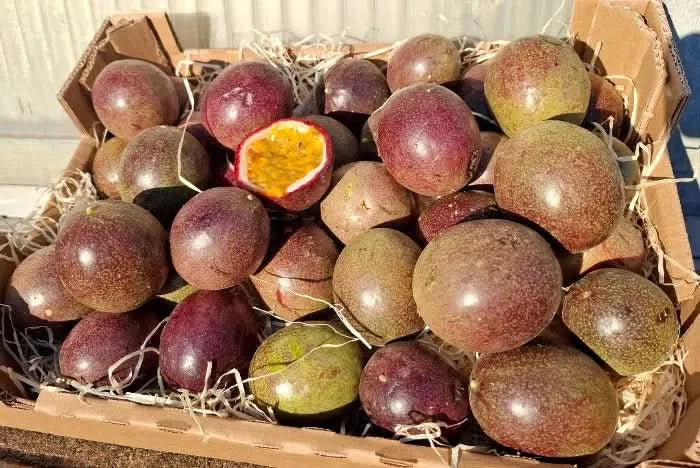 Bio Passionsfrüchte kaufen – frische Passionsfrüchte in einer Kiste mit aufgeschnittener Frucht