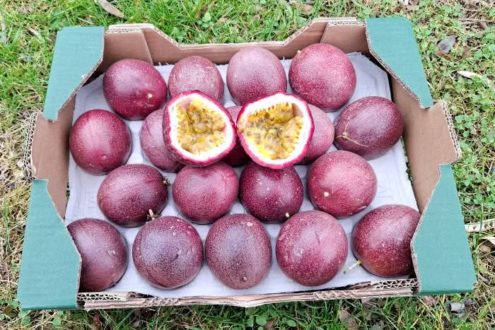 Frische Bio Passionsfrüchte violette in der Box – jetzt online kaufen