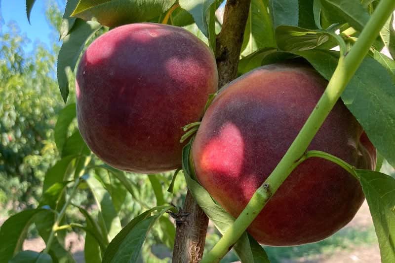 Pfirsiche weiß Bio von Nicolas