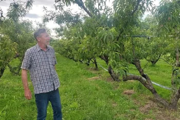 Pfirsiche gelb Bio von Jaque aus der Provence