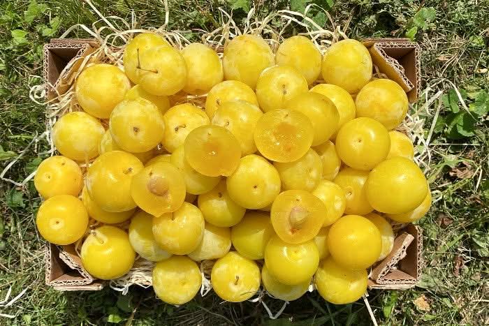 Pflaumen gelb "Golden Japan" Bio aus der Provence