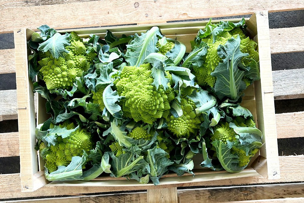 Romanesco Bio regional