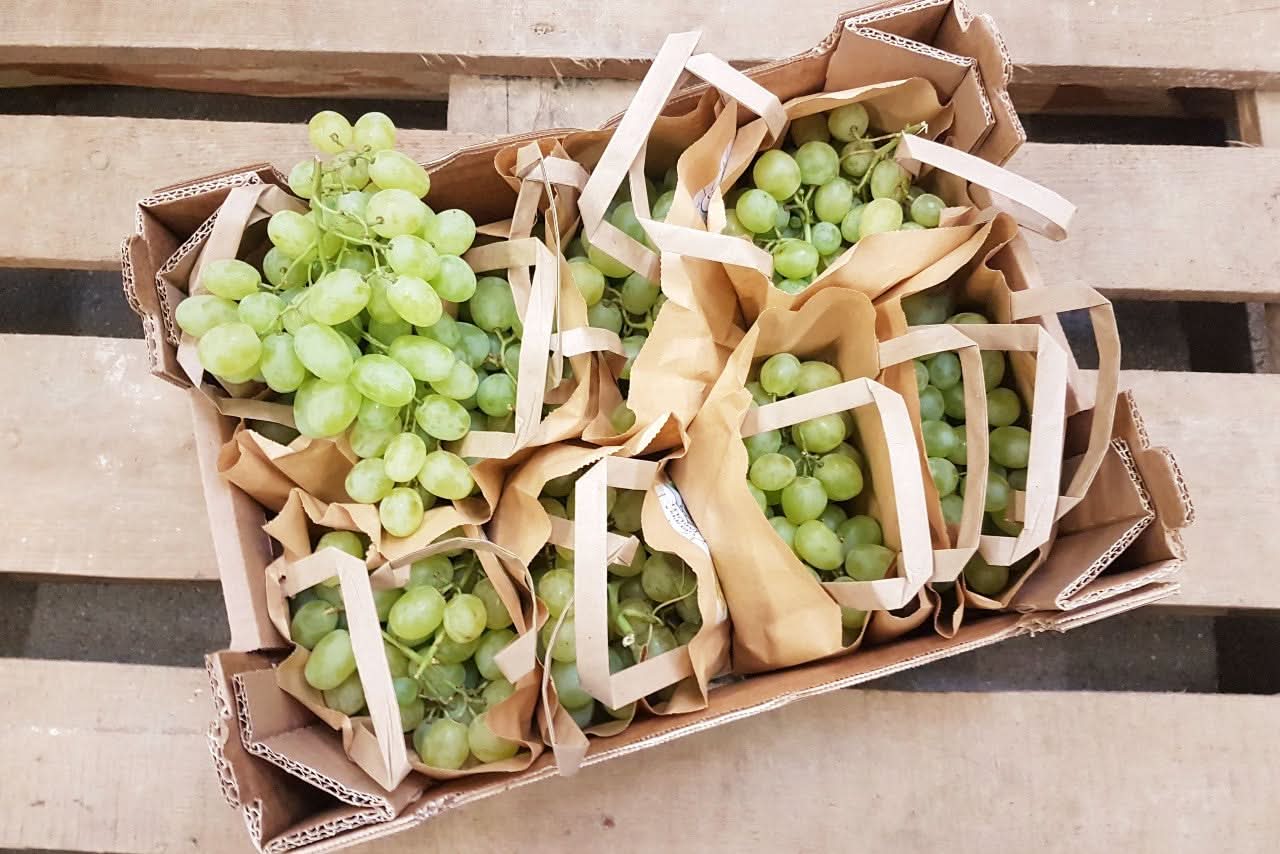 Bio Traube kernlos "Cotton Candy" Demeter 4kg Box