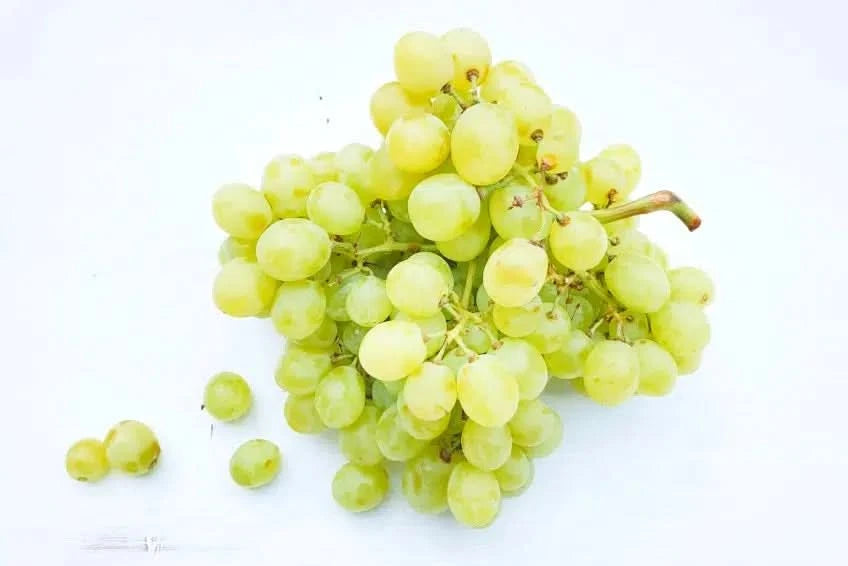 Bio Traube weiss kernlos aus Sizilien Aktionspreis 500g