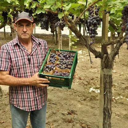 Traube Rose Bio kernlos Von Filippo aus Sizilien Aktionswoche %