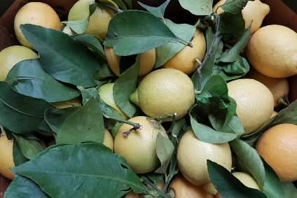 Zitronen mit Blatt Bio Rocca Imperiore