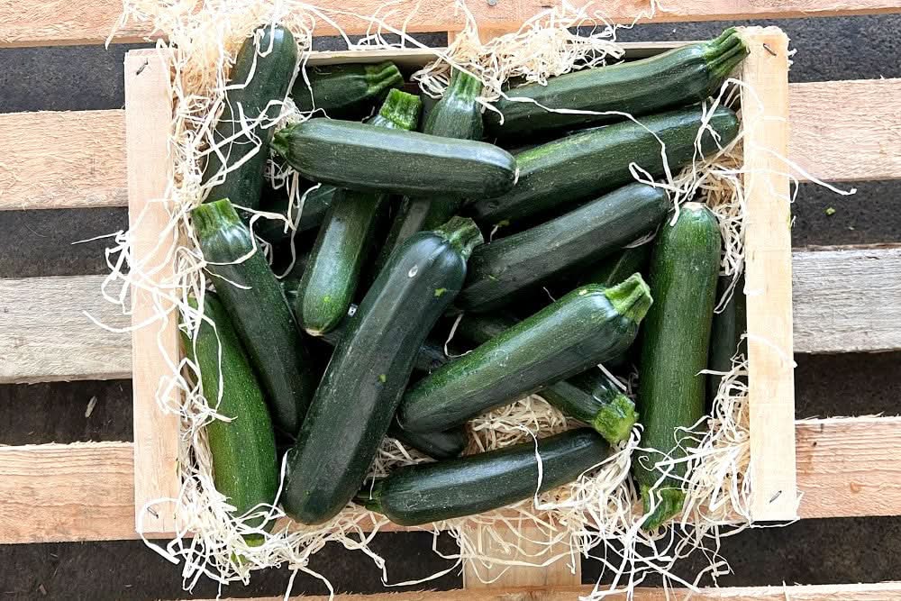 Zucchini Bio aus der Provence