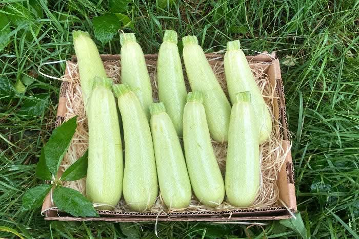 Zucchini Rarität weiss Bio aus der Provence