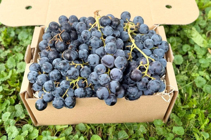 Traube Bio "Alphonse Lavallee"