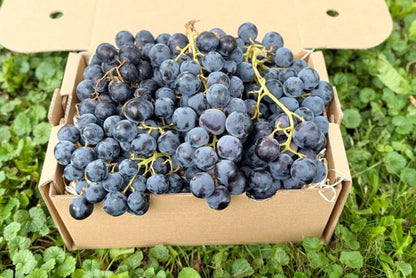 Traube Bio "Alphonse Lavallee"