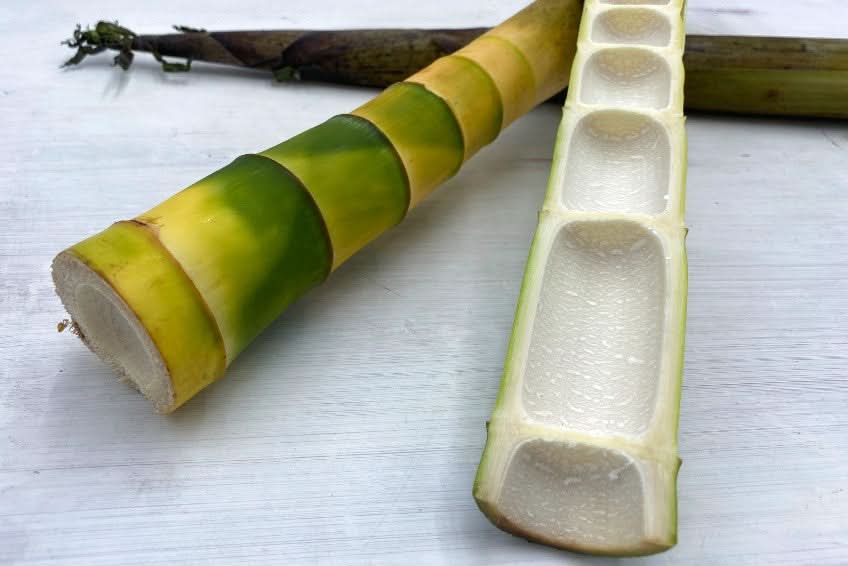 Bambussprossen 1 Stk. Bio Demeter