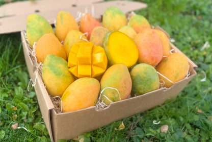 Mango "Edward" Bio Premium baumgereift