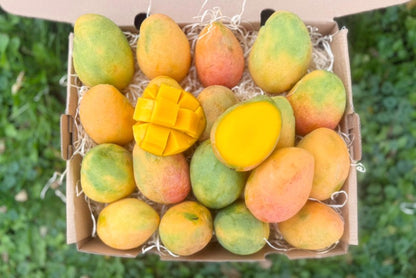 Mango "Edward" Bio Premium baumgereift