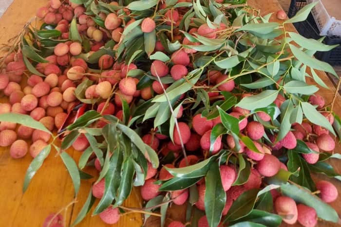 Litschi (Lychee) Bio von Andrea Box