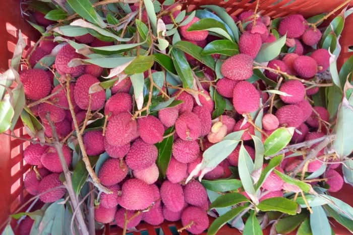 Litschi & Rambutan Box Sonderpreis