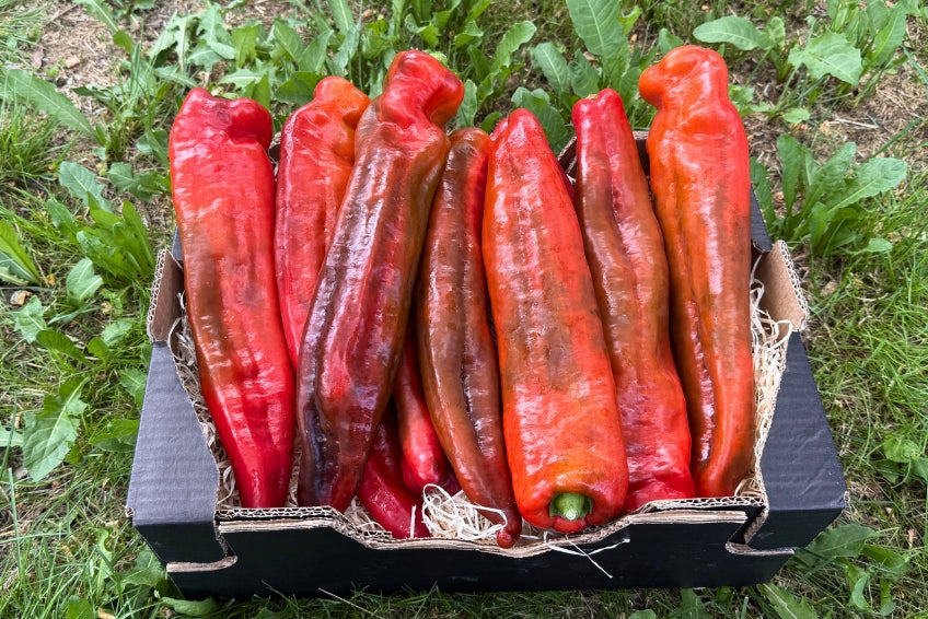 Paprika "Spitz" Bio aus Kreta