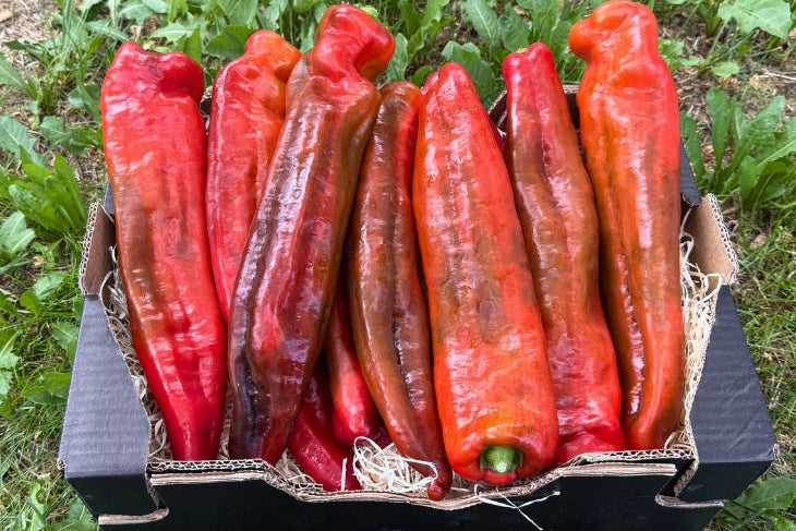 Paprika Spitz Bio aus Kreta