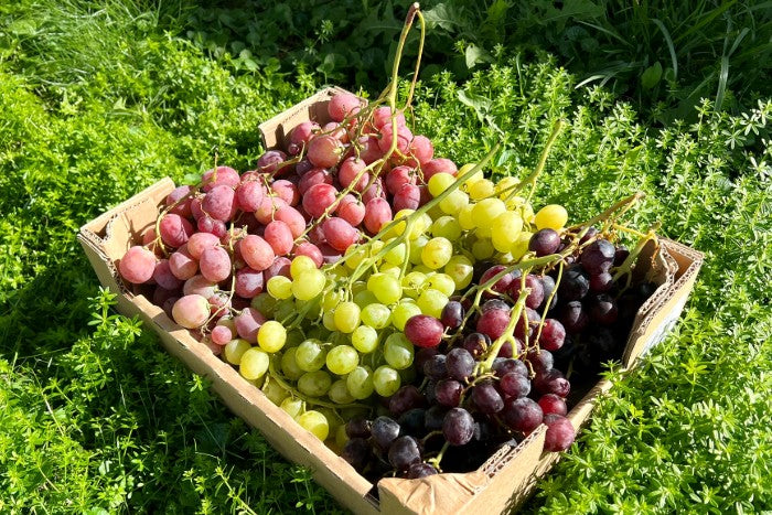 Trauben Mix Bio von Filippo Sonderpreis