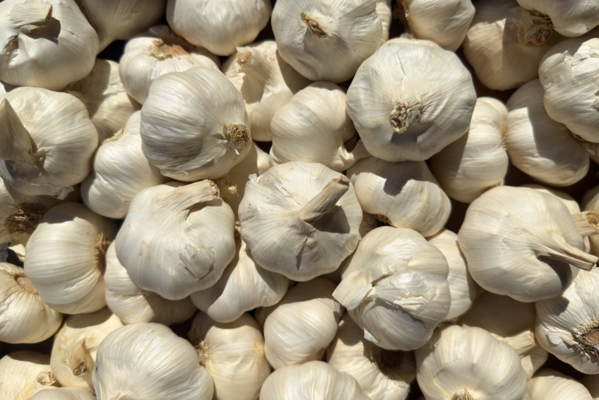 Knoblauch Bio