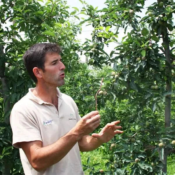 Nektarinen gelb Bio von Jose Miguel