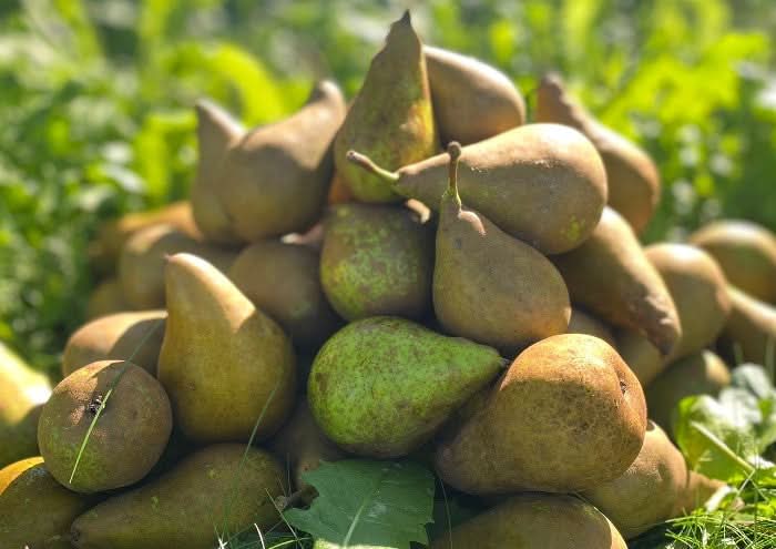 Birnen "Conference" Bio regional