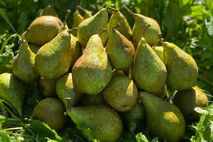 Birne "Novembra" vom Obstgut Erletz Bio regional