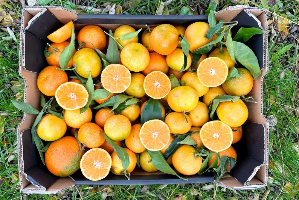 Clementinen Bio mit Blatt Kalabrien Sparpreis-Box %