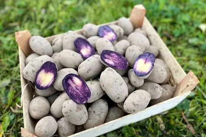 Kartoffel „Purple Rain“ Bio regional vom Billesbergerhof