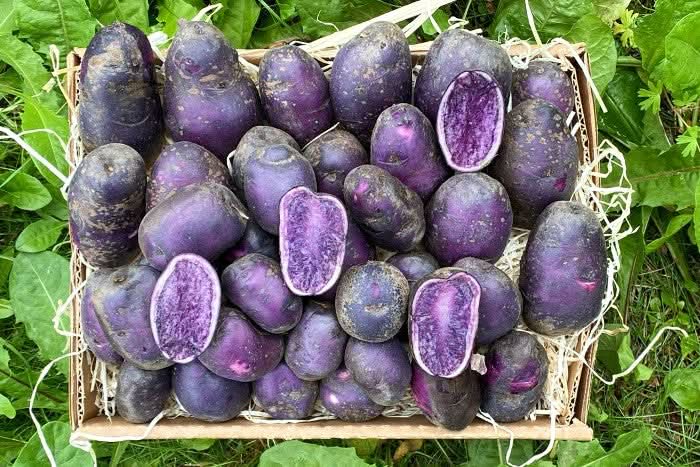 Edel-Kartoffeln blau "Bleue D'Artois" neue Ernte Bio