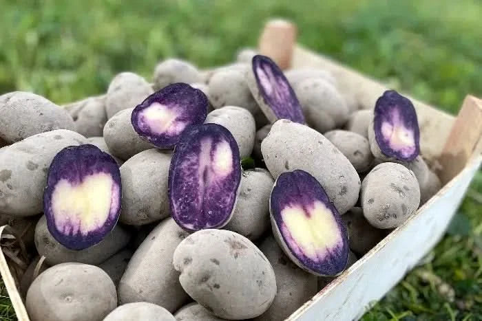 Kartoffel „Purple Rain“ Bio regional vom Billesbergerhof
