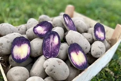 Kartoffel „Purple Rain“ Bio regional vom Billesbergerhof
