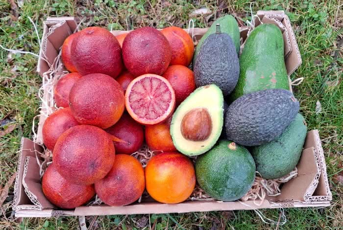 Bio Obstbox „Blutorangen & Avocado“