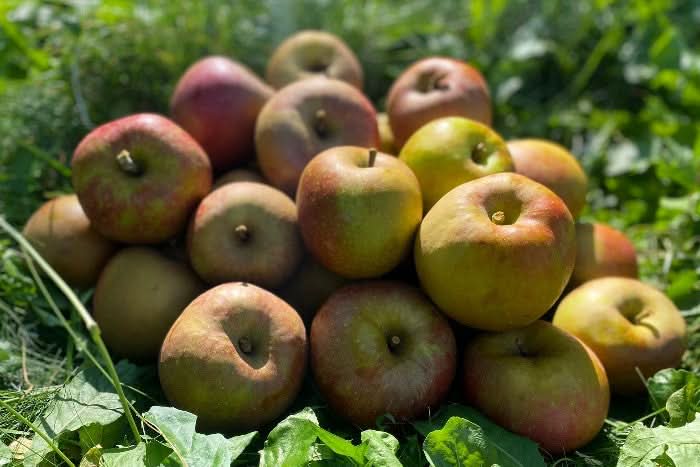 Apfel „Boskoop“ Bio vom Obstgut Erletz