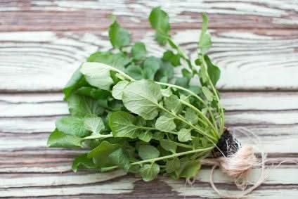 Bio Brunnenkresse samenfest regional 1 Bund