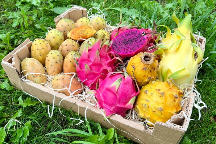 Cactus Love Box (Pitaya & Kaktusfeigen)