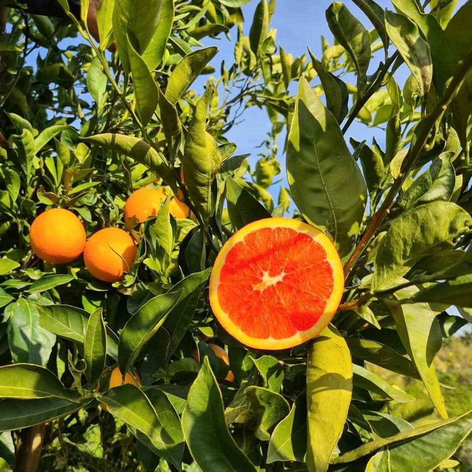 Orangen "Cara Cara" Bio