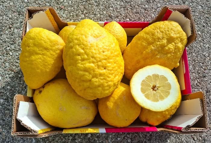 Zitronen "Cedri" Sizilien Bio