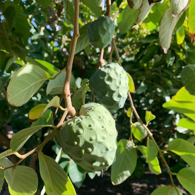 Cherimoya-Baum Adoption Bio von Julian