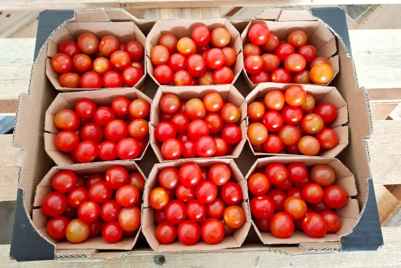 Cherrytomaten Retterbox Bio