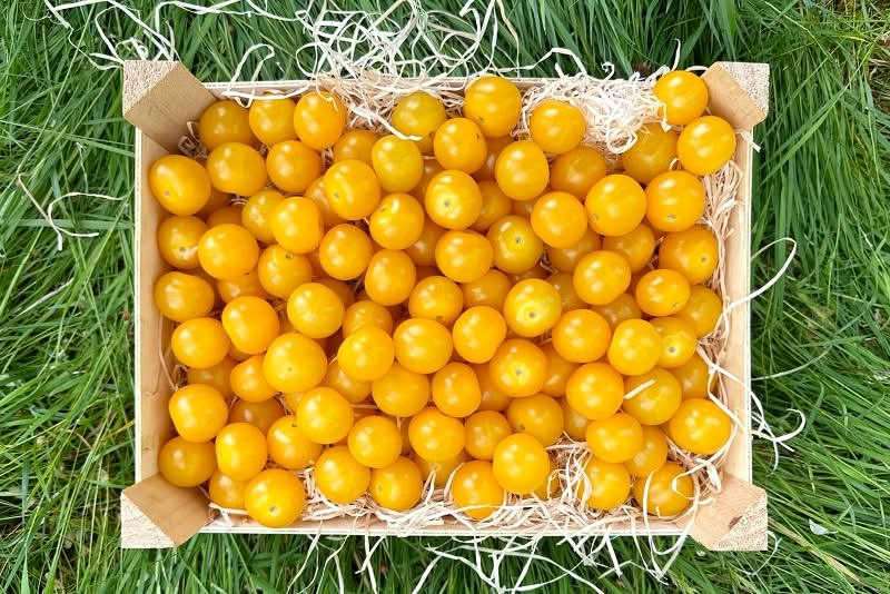 Edel Cherrytomaten gelb Bio Demeter