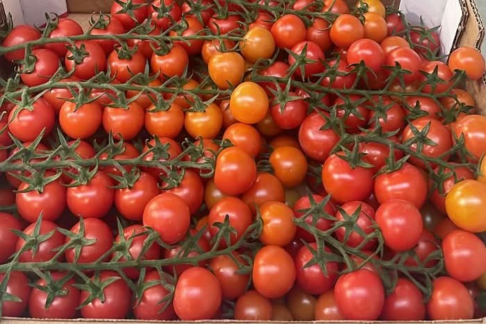Tomaten Cherry-Rispen rot Bio Sizilien
