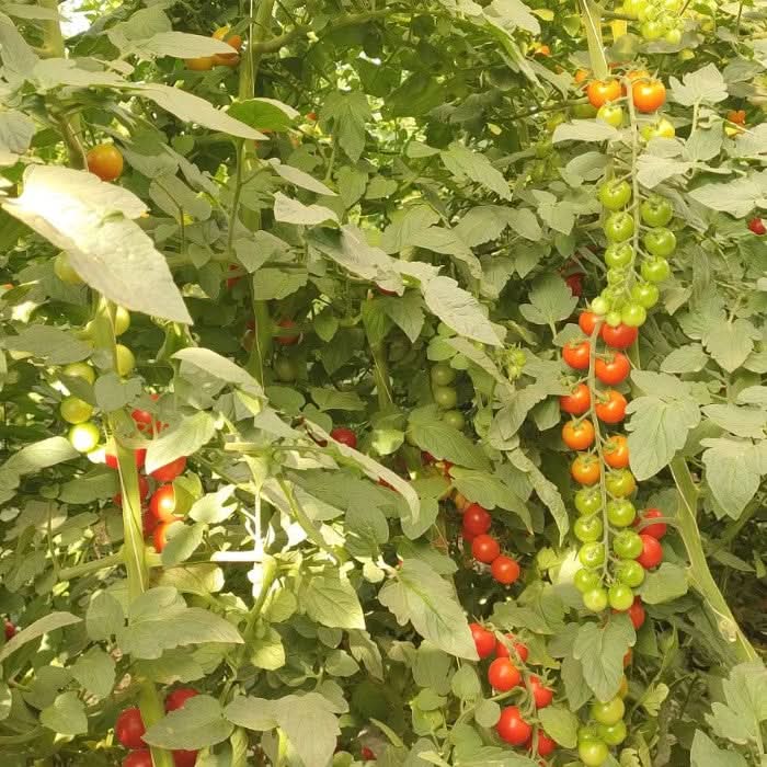 Kirschtomaten Bio von Antonio Retterbox 1kg