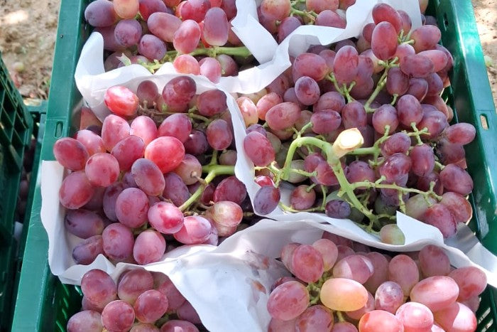 Traube Rose Bio kernlos Von Filippo aus Sizilien Aktionswoche %