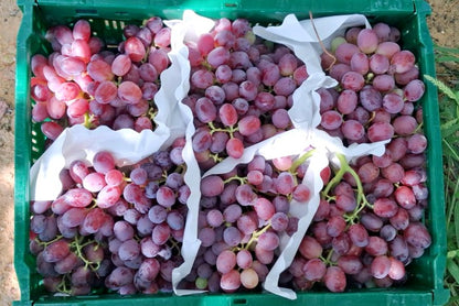 Traube Rose Bio kernlos Von Filippo aus Sizilien Aktionswoche %